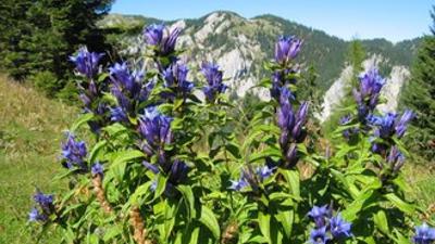 WANDERBLUME ST. AEGYD_6 – Schwalbenschwanzenzianweg