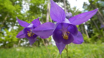 WANDERBLUME_ST. AEGYD_14 – Akeleiweg