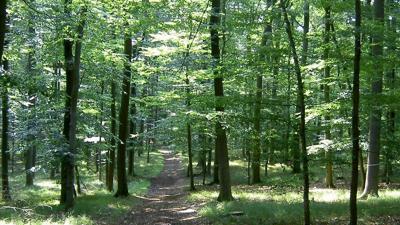 Wald-Runde