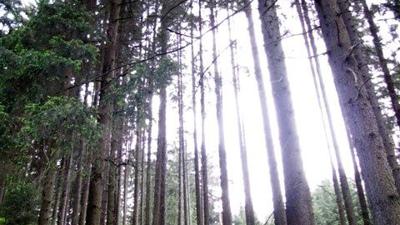 Walderlebnisweg Zwettltal