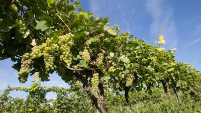 Platter Rebsortenwanderweg