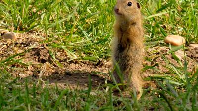 Rundwanderung um die Perchtoldsdorfer Heide