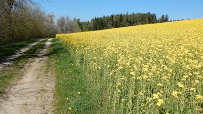 Rundwanderweg K5 Pangart -Handlerhof – (Maria Schnee) – Kohlreuth