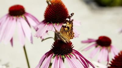 Stuhlfelden: Pirtendorf- Runde Wegnr. 6,3