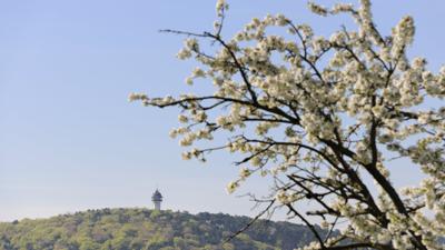 Guglzipf – St.Veit Runde