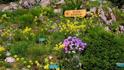 Alpengarten Dobratsch