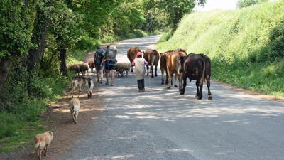 Von Espinosa de los Monteros nach Pedrosa de Valdeporres