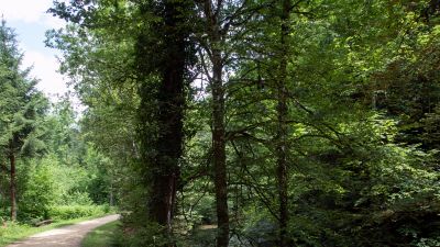 Boucle champêtre du Gros de Vaud