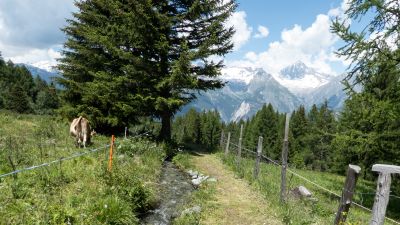 Suonenweg Brandalp–Eischoll