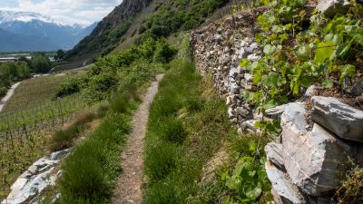 Chemin du vignoble, Etappe 1/4