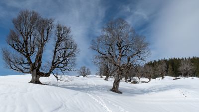 Schneeschuhtrail Hemberg–Ennetbühl