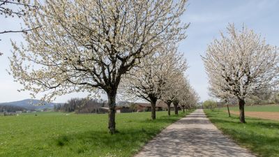 Wildenstein – Rifenstein Weg