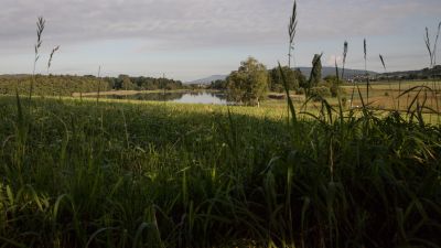 Rhein–Hirzel–Linth