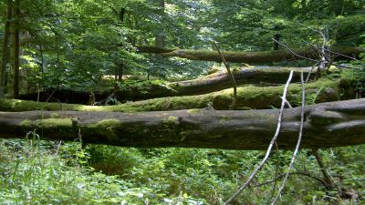 Wildnisweg Sihlwald