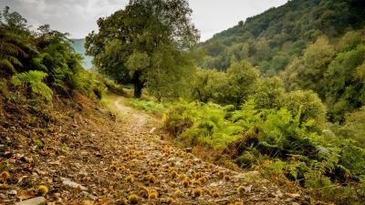 Castagno Bike