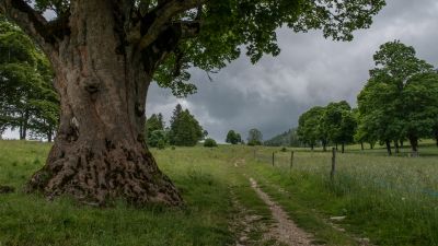 Chemin de la Combe Grède