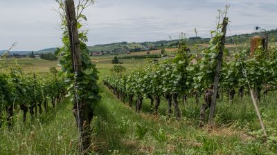Klettgauer Wein-Route