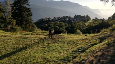 Walliser Steppen- und Föhrenweg
