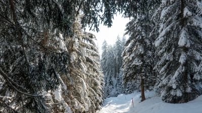 Rundweg Flimserwald