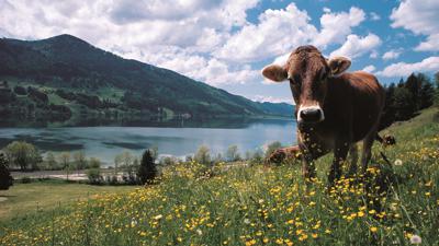 Zwischen Stein und Alpsee