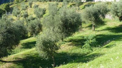 Monte Pizzocolo, 1581 m
