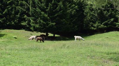 Taubensee, 1140 m