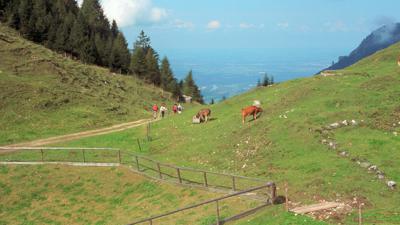 Kranzhorn (Windshausen)