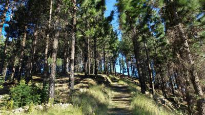 Pico da Cruz, 1585 m