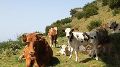 Levada da Bica da Cana