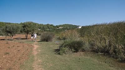 Feuchtgebiet Prat de Son Bou