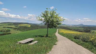 Tannbüel