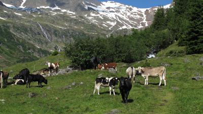 Tribulaunhütte, 2368 m