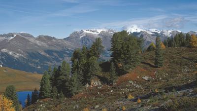 Dent de Nendaz, Balavaux-Lärchen