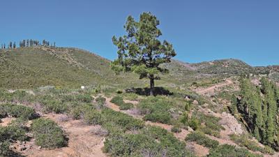 Pajarito – Roque de Agando