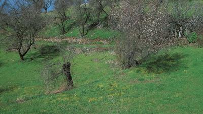 Puntagorda – Tricias – Briestas