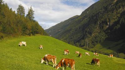 Bodenalm, 1670 m