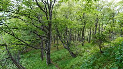 Von Seewiesen auf den ﻿Oisching, 1699 m
