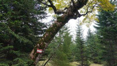 Von Weichselboden auf den Hochschwab