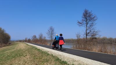 Auwald im Eferdinger Becken