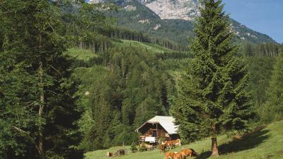 Eisenauer Alm, 1015 m