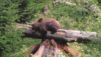Tierfreigelände, Baumwipfelpfad