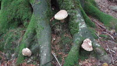 Bewaldete Hügel im südlichen Aralar
