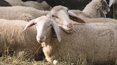 Entlang der Fränkischen Saale: Über den Hammelberg