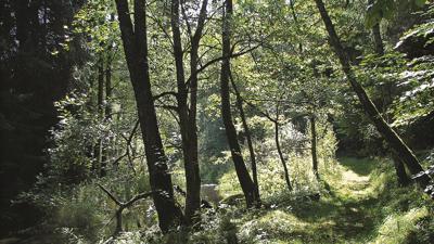 Zu Räuberhöhle und Riesensessel