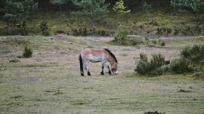 Im Tennenloher Forst