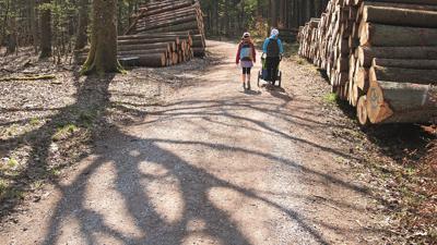 Durchs Lauterbacher Holz