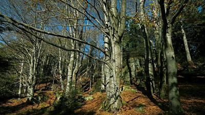 Rundweg Kolkrabe – Spaziergang rund um Neuhütte