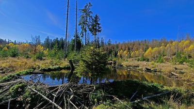 Rundweg Eisvogel – Am Steinbach entlang auf die Große Kanzel