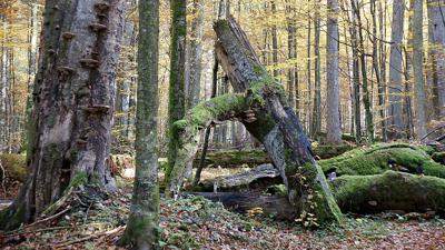 Rundweg Ameise – Leichte Tour rund um Zwieslerwaldhaus