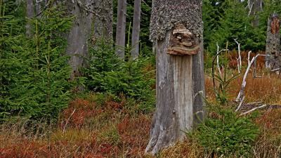 Rundweg Fledermaus – Kleiner Rundweg um Buchenau